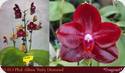 Phal. Allura Ruby Daimond